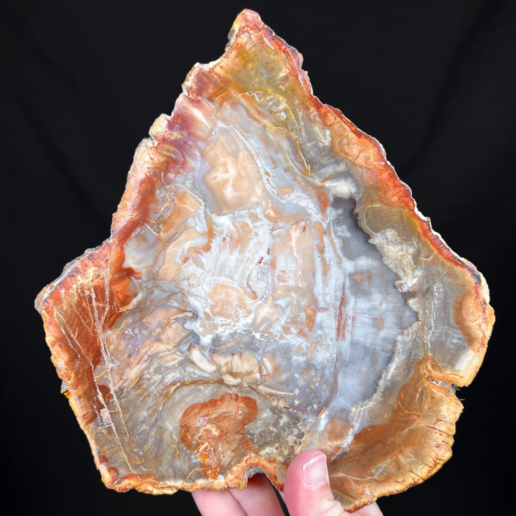 Petrified Wood Slice Madagascar