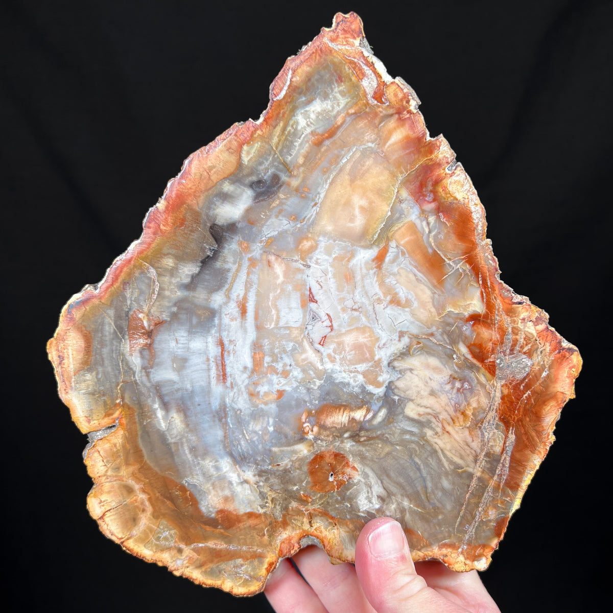 Petrified Wood Slab Madagascar
