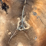 Close up detail of Petrified Wood tree rings