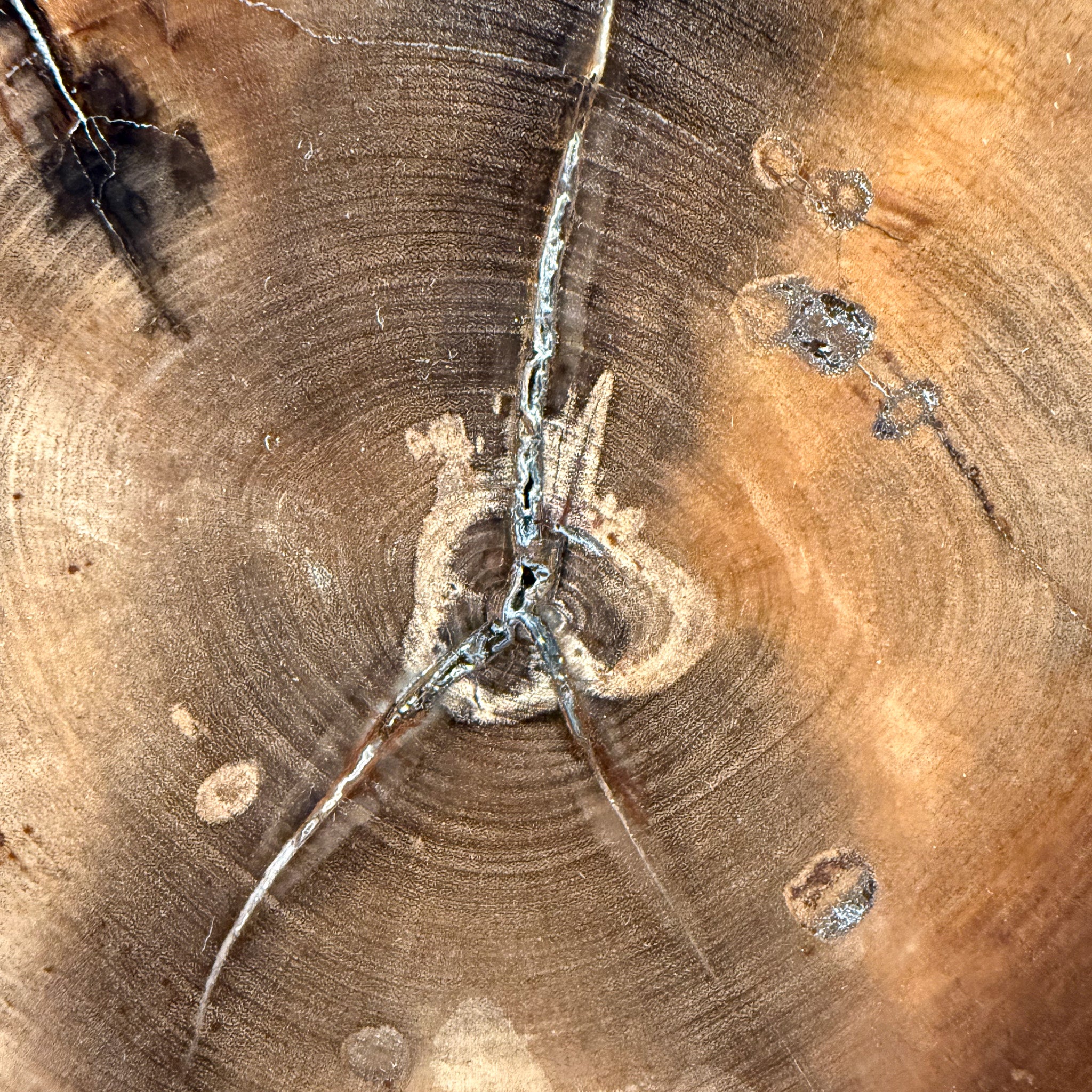 Close up detail of Petrified Wood tree rings