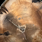 Close up of Petrified Wood slab from Washington