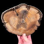 Petrified Wood Slice from Washington, USA