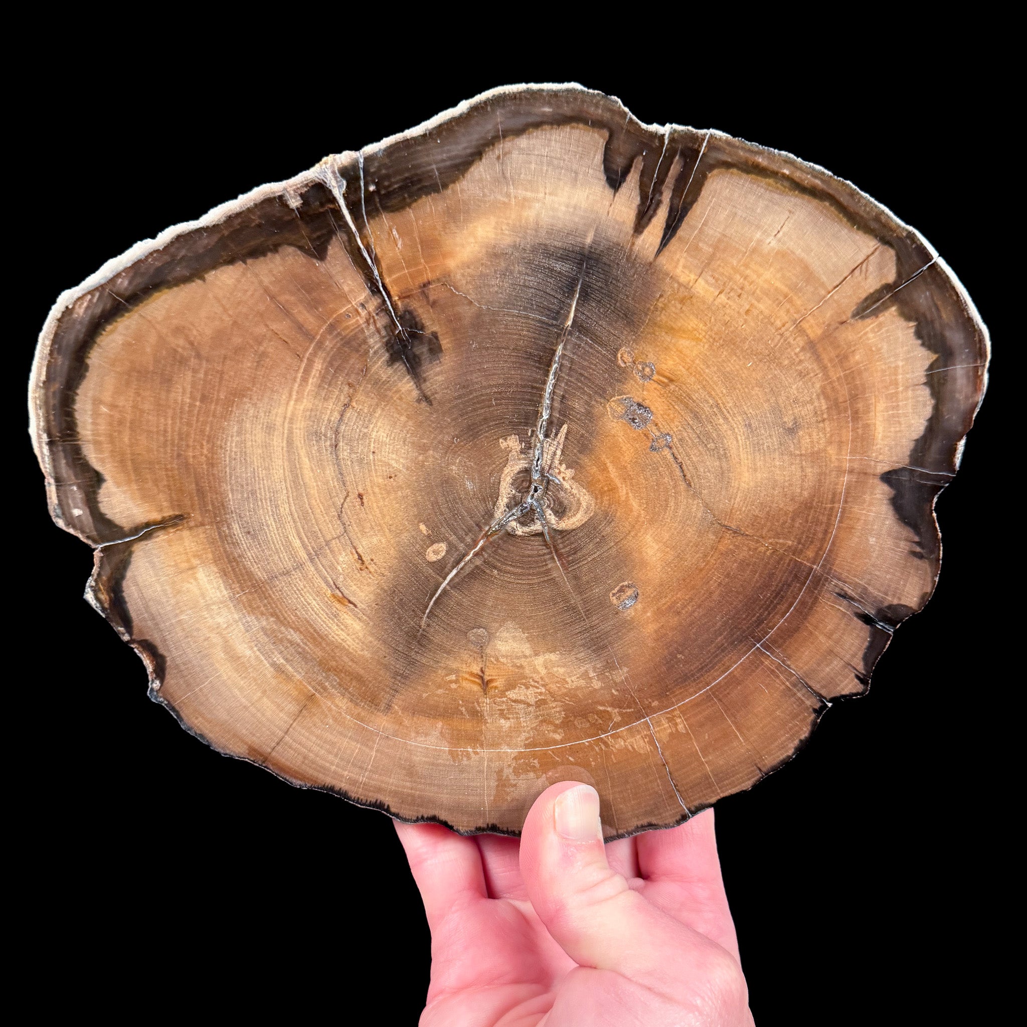 Petrified Wood Slice from Washington, USA