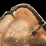 Close up detail of Petrified Wood from Washington, USA