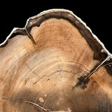 Close up detail of Petrified Wood from Washington, USA