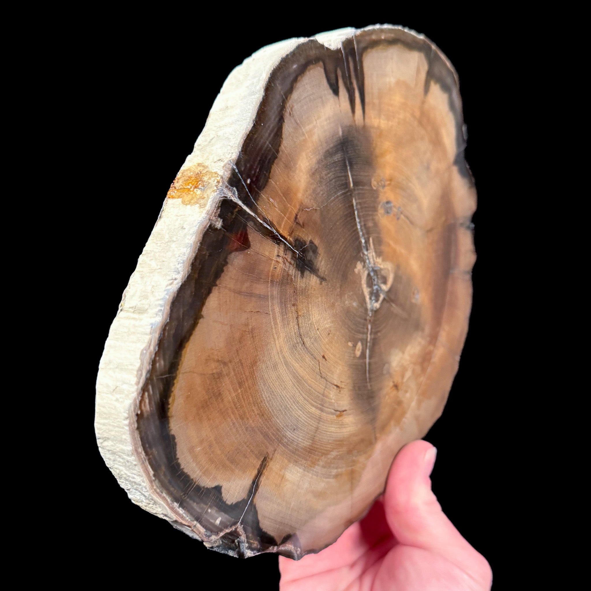 Side View of Petrified Wood from Washington