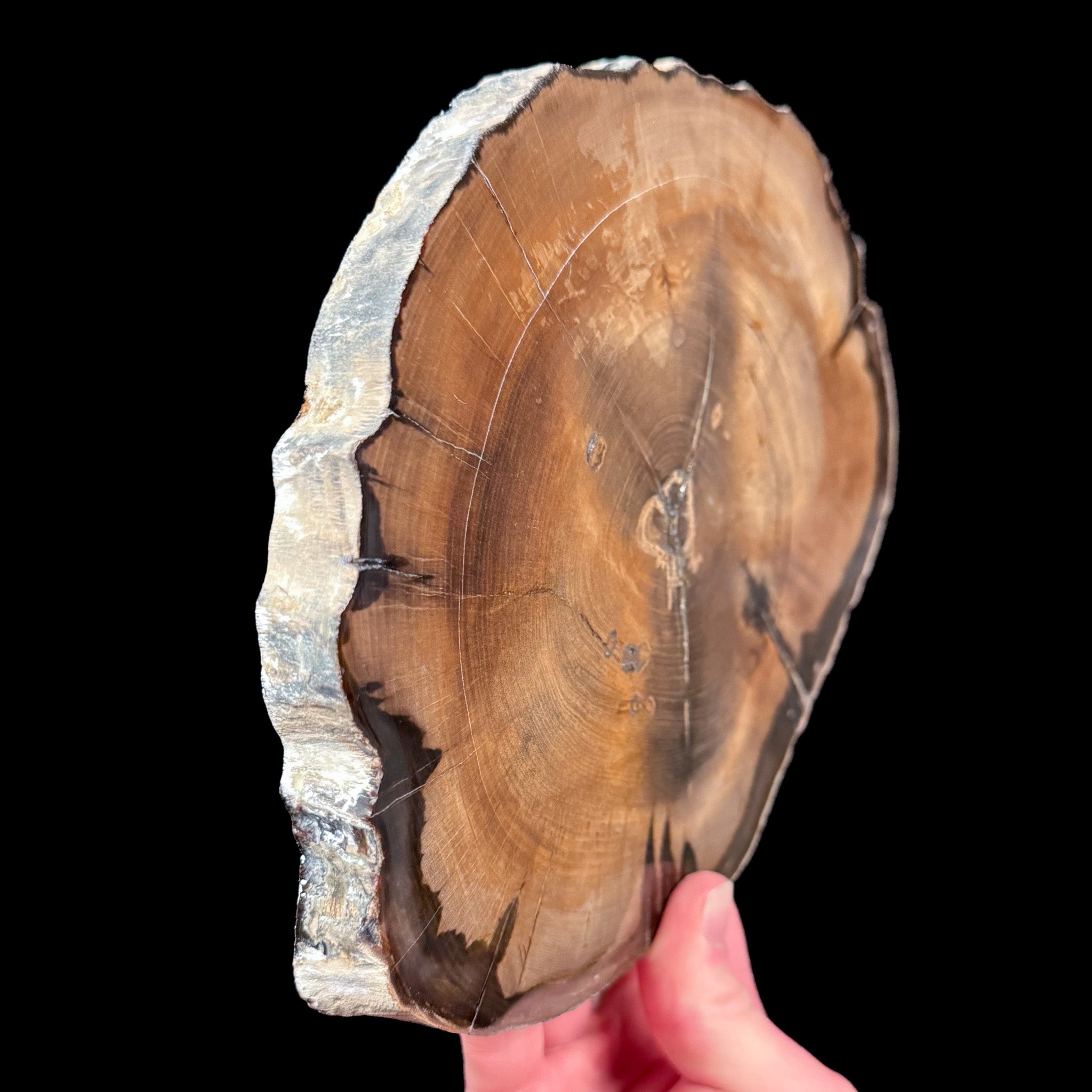 Side view of Petrified Wood Slice from Washington