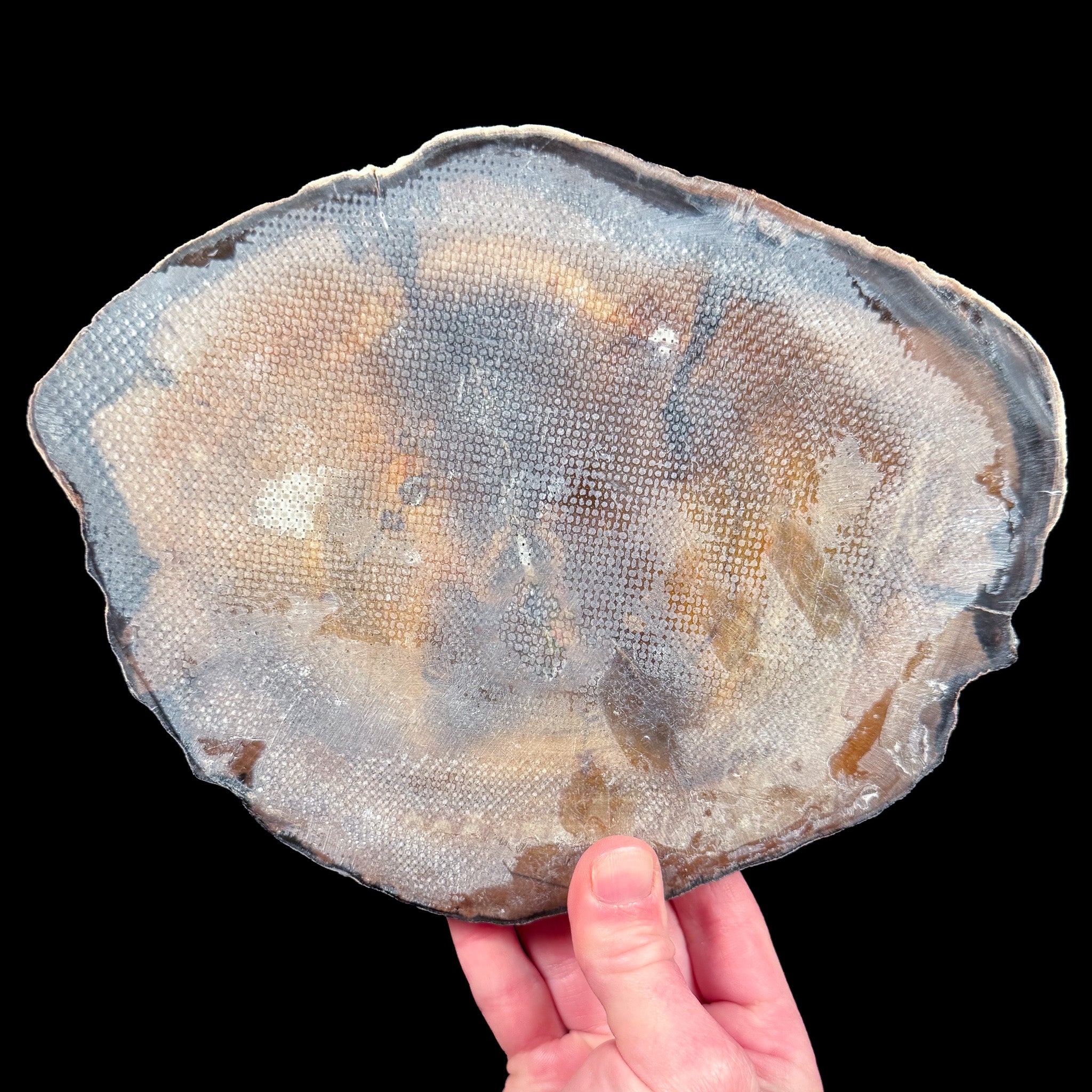 Back side of Petrified Wood slice with fiberglass reinforcement