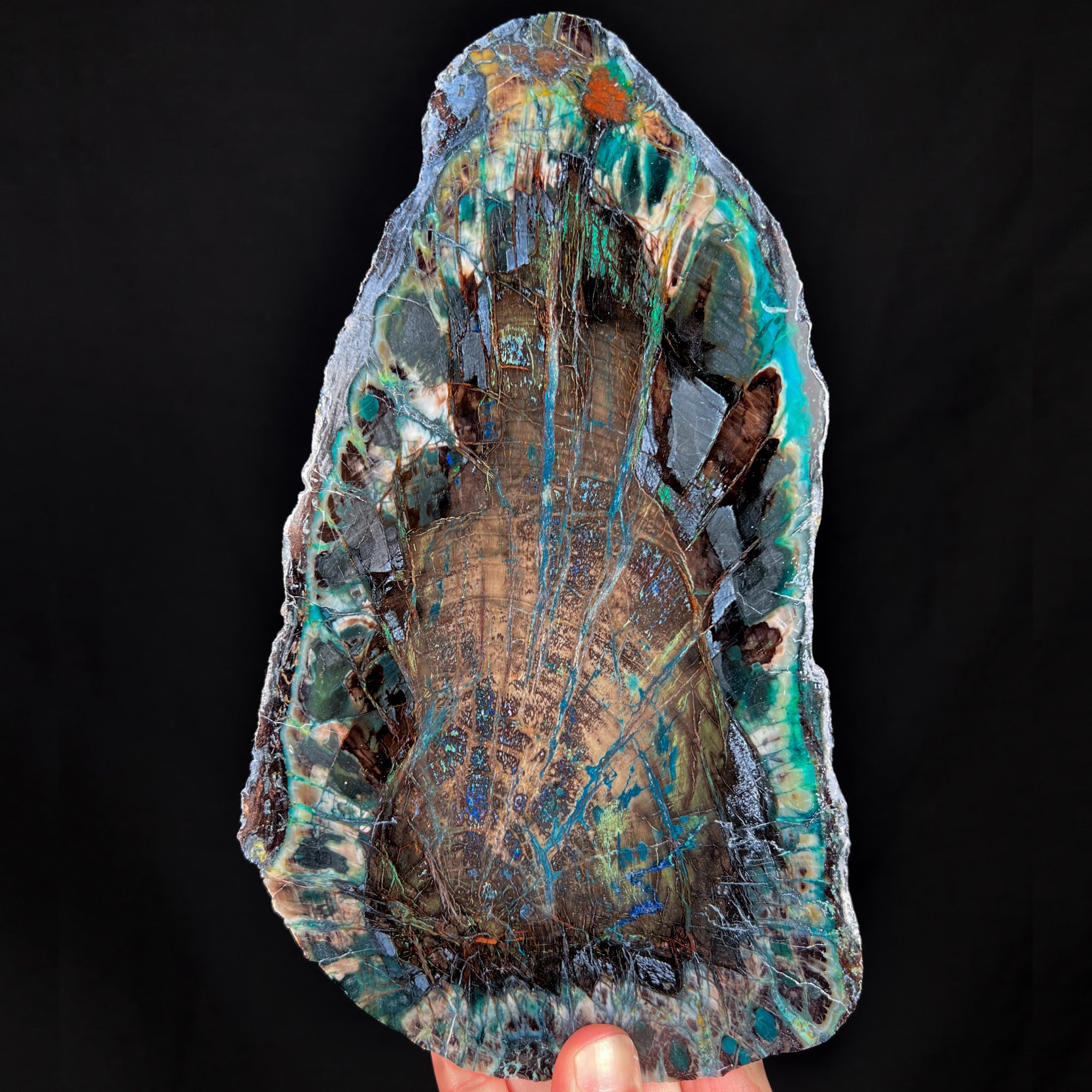 Rare Petrified Wood with Copper Mineralization Chrysocolla and Azurite