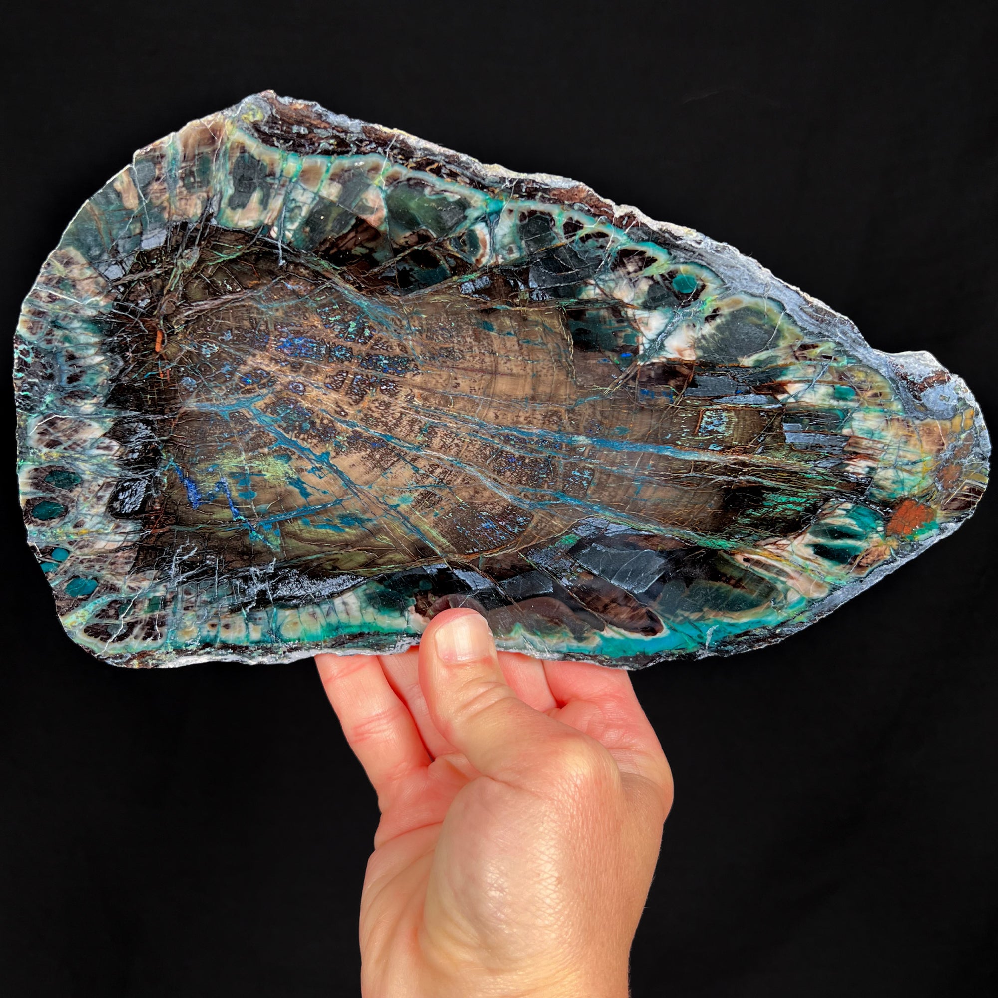 Rare Petrified Wood with Copper Mineralization Chrysocolla and Azurite