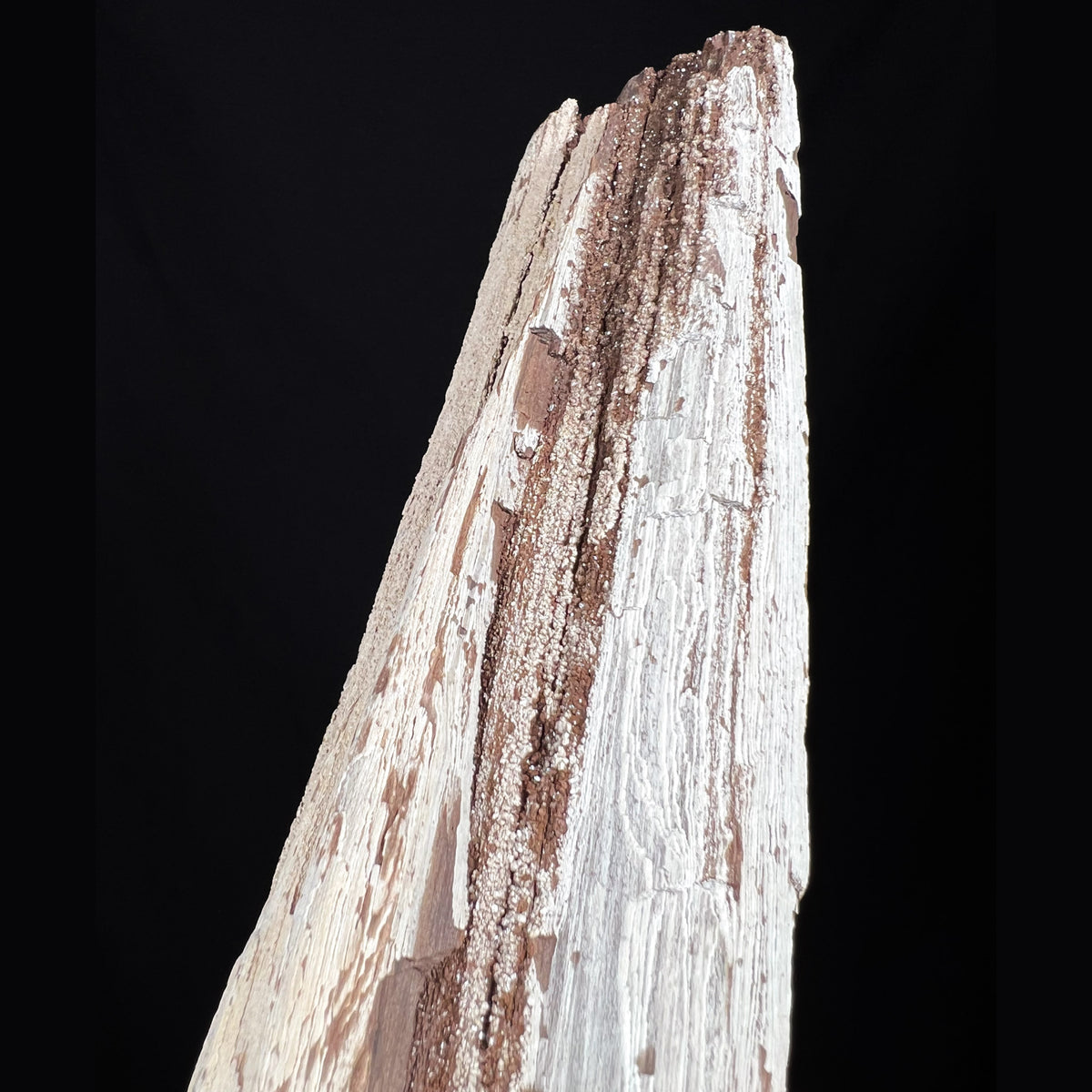 German Petrified Wood with Quartz Crystals