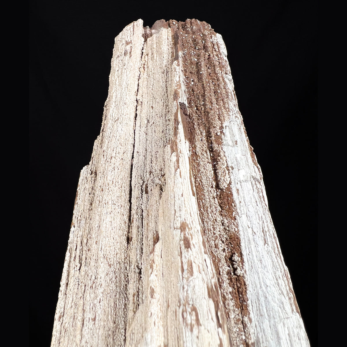 Detailed View of Petrified Wood Bark from Germany