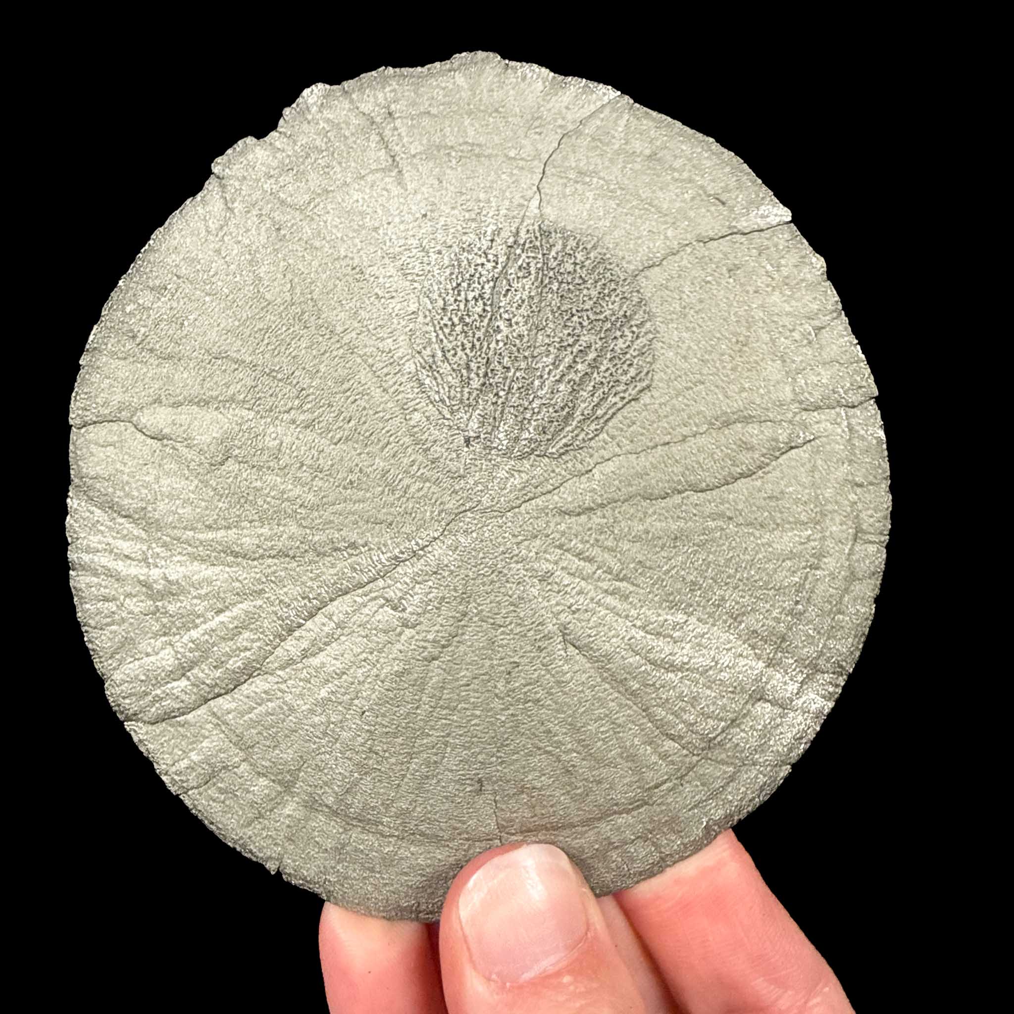 Pyrite Sun - Sparta Illinois