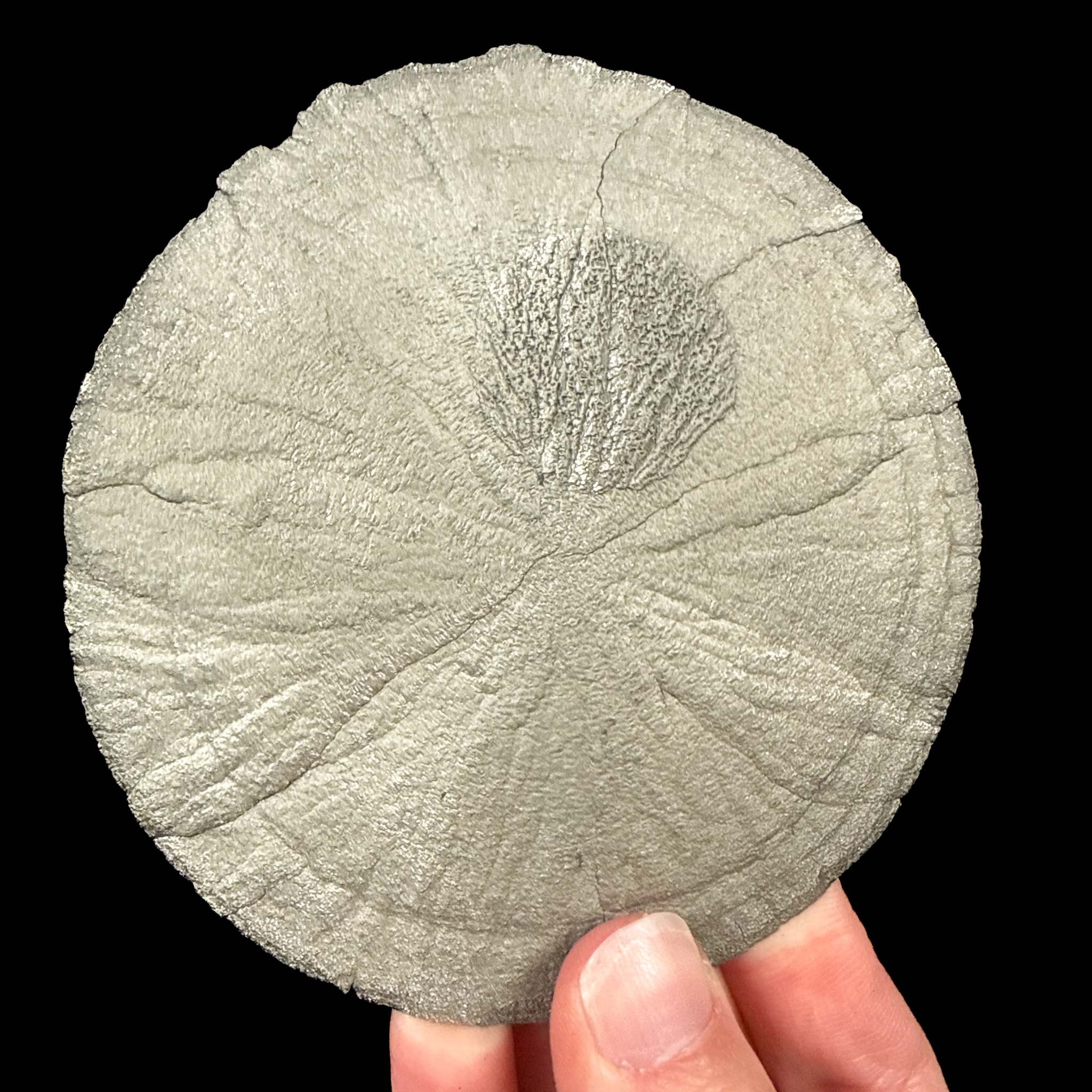 Pyrite disc mineral specimen - Illinois
