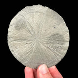 Compressed Pyrite mineral specimen - Illinois