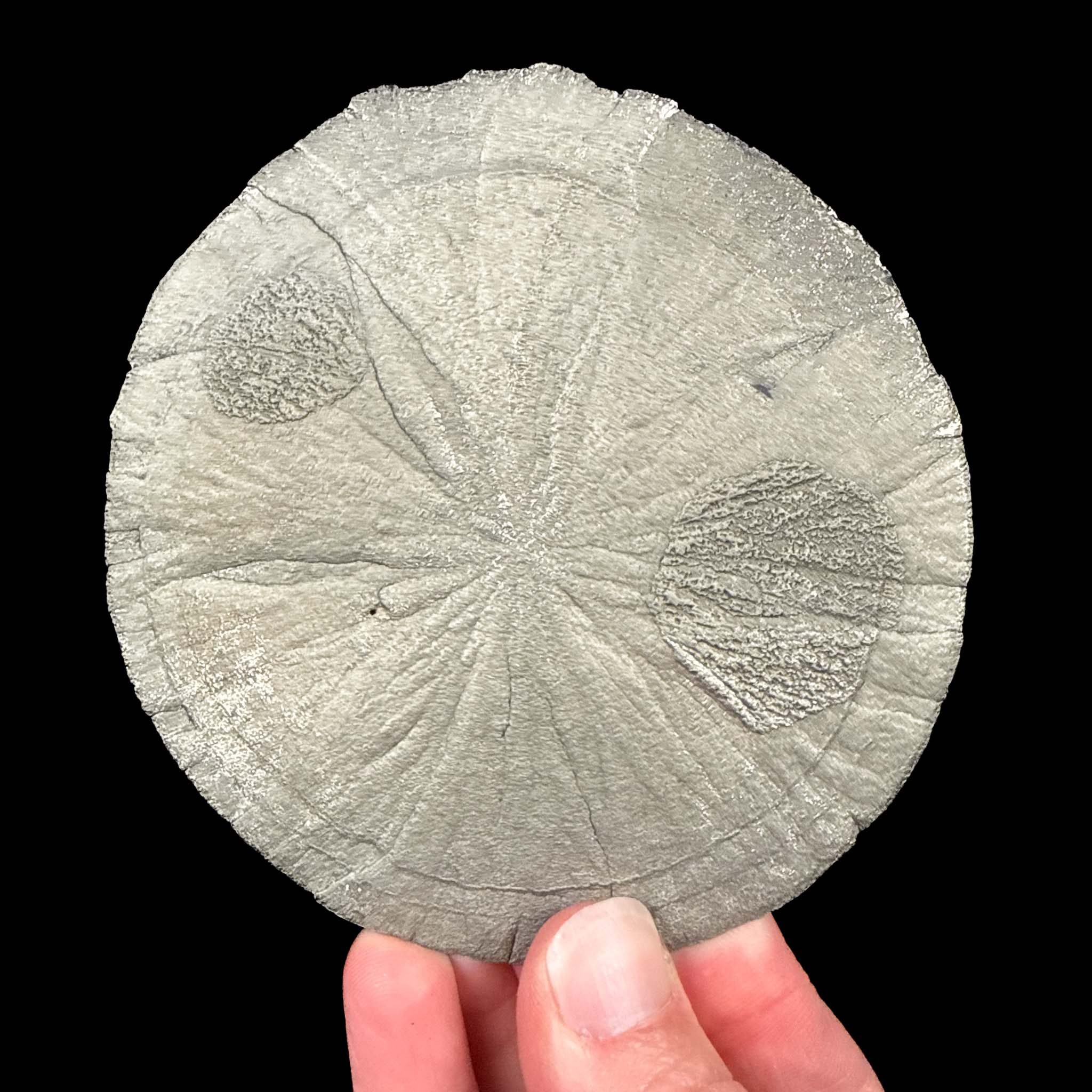 Compressed Pyrite mineral specimen - Illinois