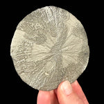 Pyrite crystal concretion - Illinois