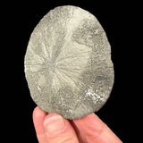 Pyrite dollar Sparta, Illinois