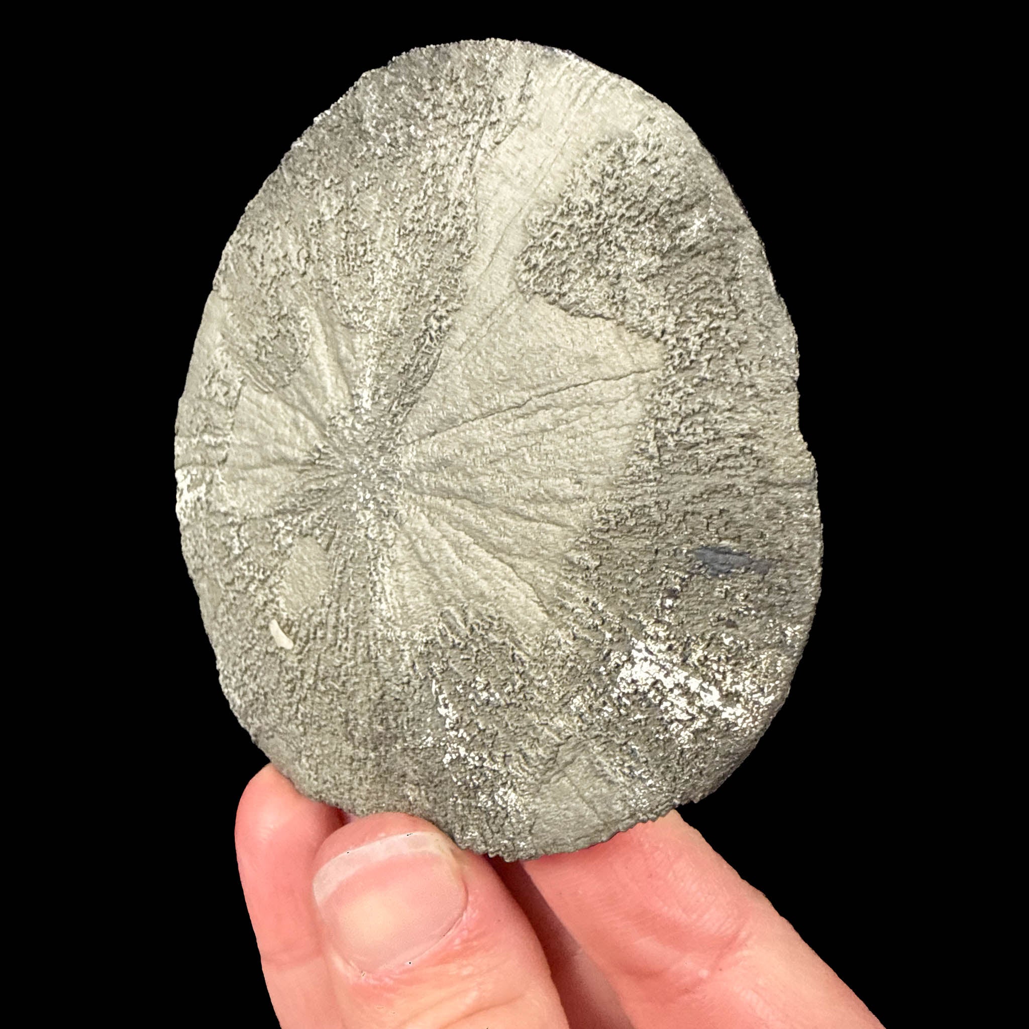 Pyrite dollar Sparta, Illinois