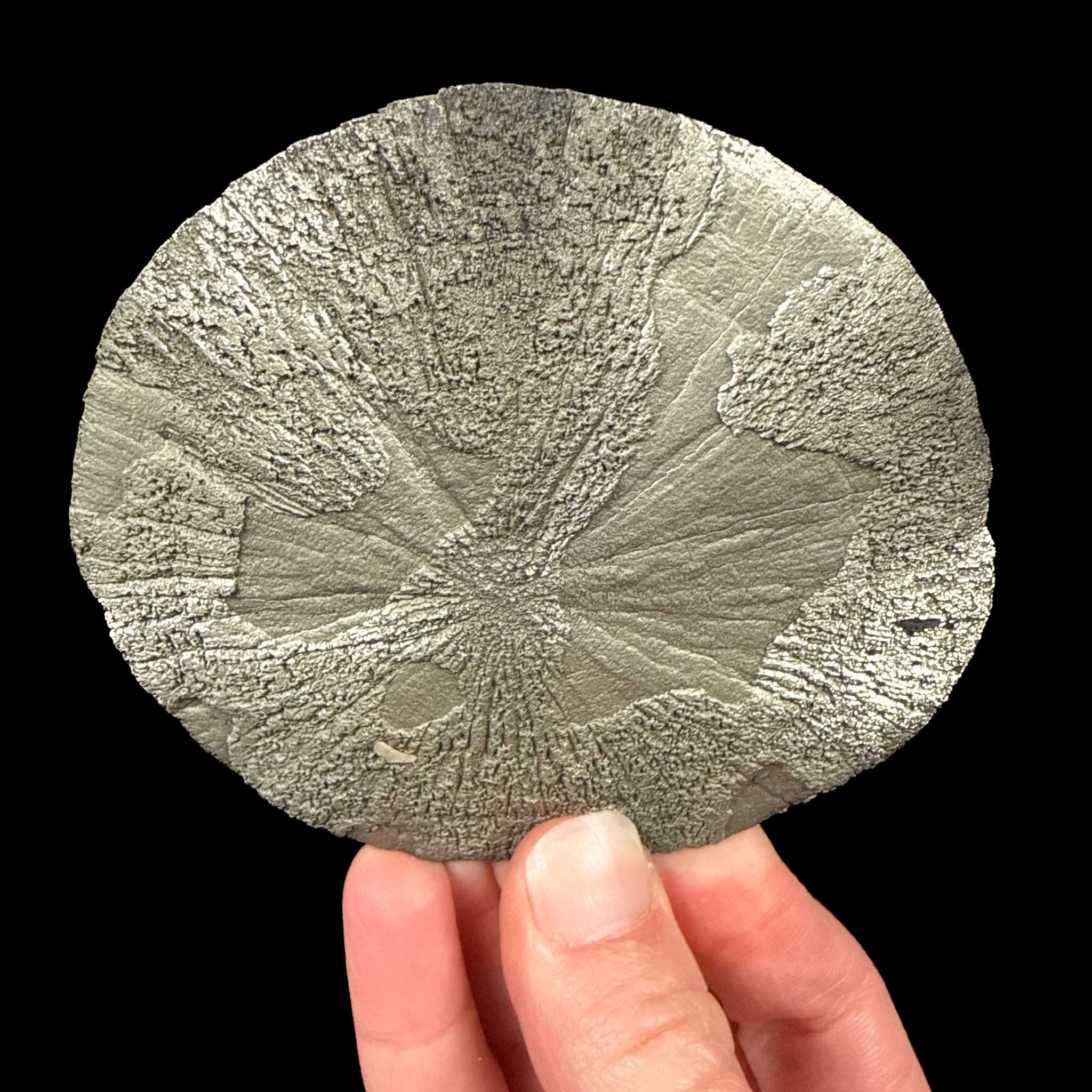 Pyrite concretion - Sparta, Illinois