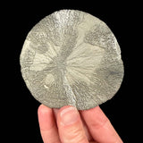 Pyrite disc from Sparta, Illinois