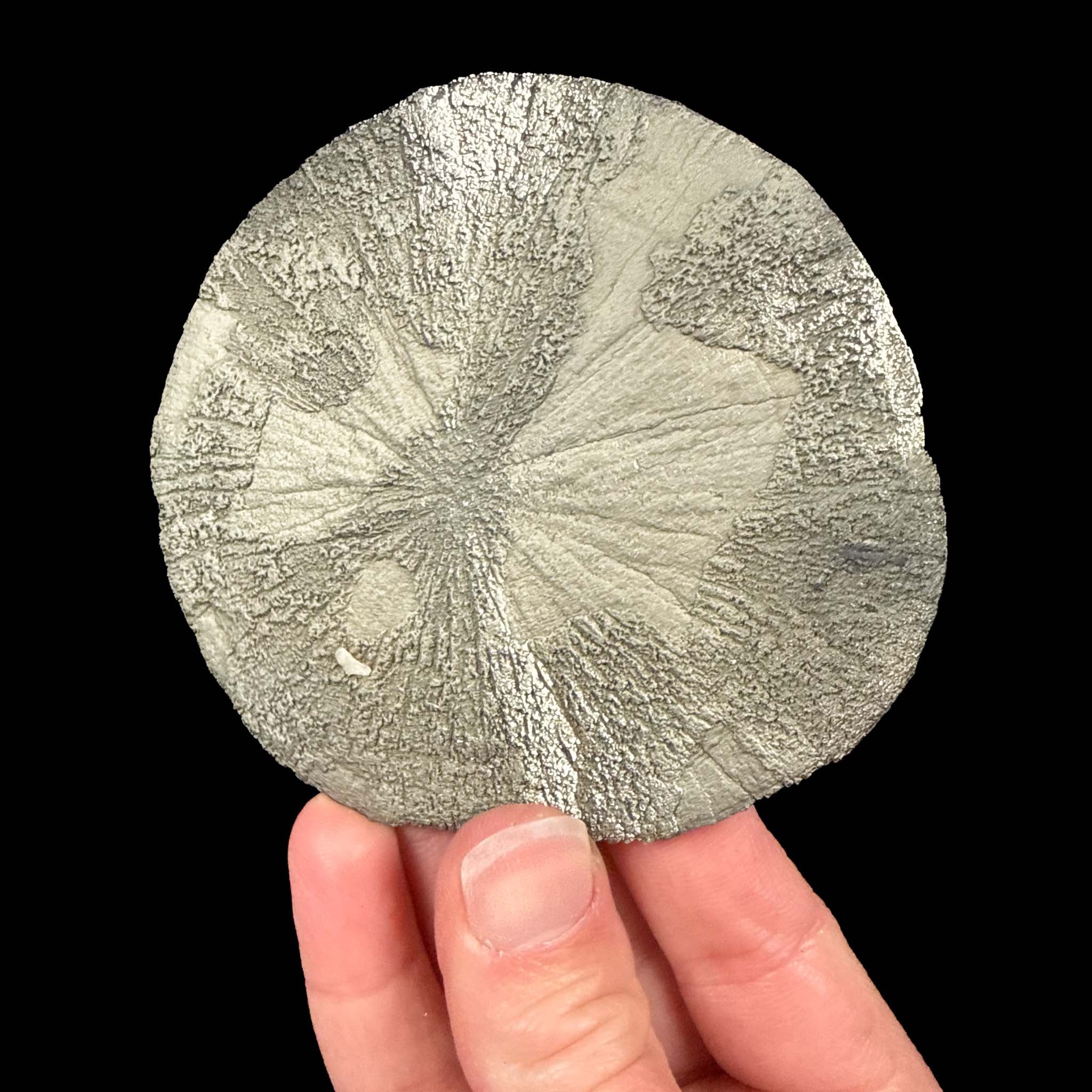 Pyrite disc from Sparta, Illinois