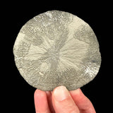 Pyrite Sun mineral specimen Sparta, Illinois