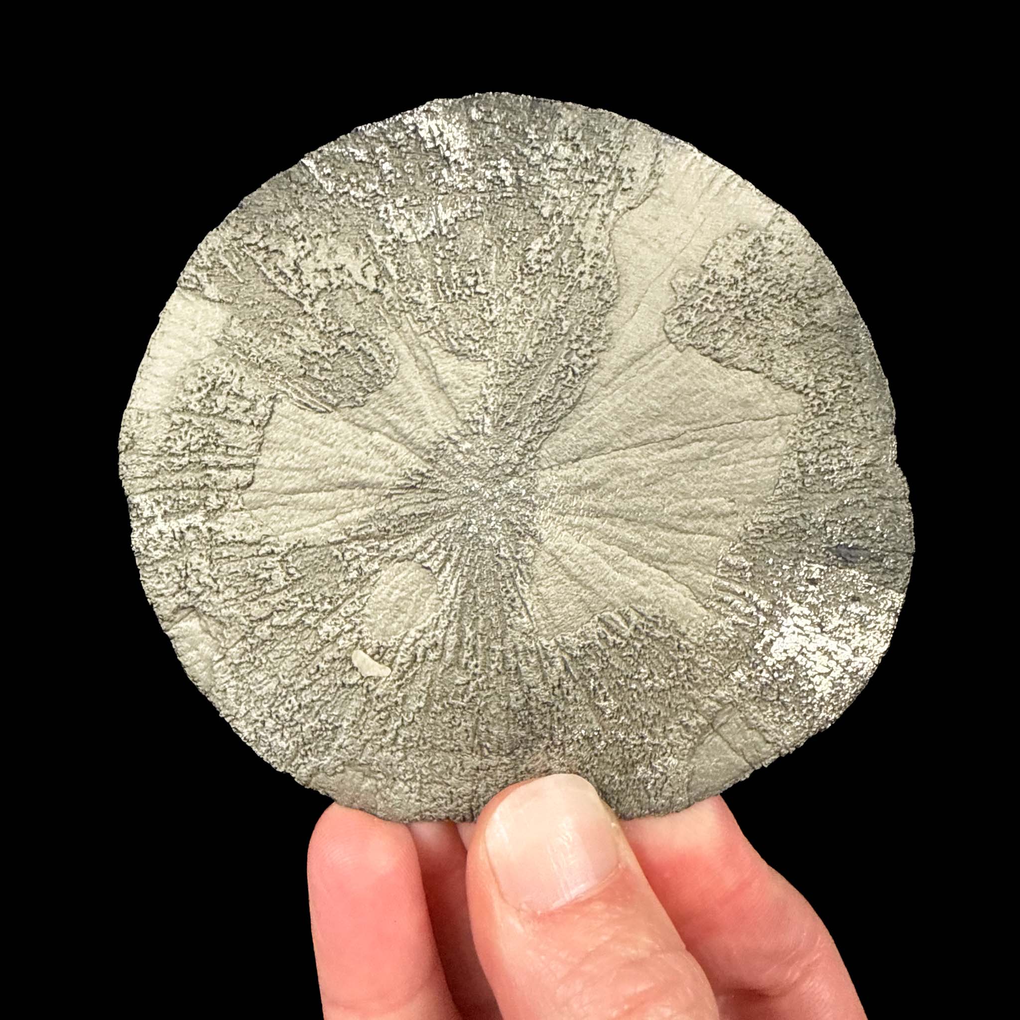 Pyrite Sun mineral specimen Sparta, Illinois