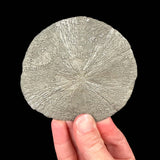 Pyrite mineral specimen - Sparta, IL