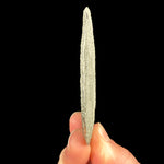 Side view of Pyrite Dollar specimen