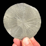 Pyrite Sun Sparta, Illinois