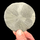 Pyrite Sun - Pyrite Dollar from Sparta, Illinois