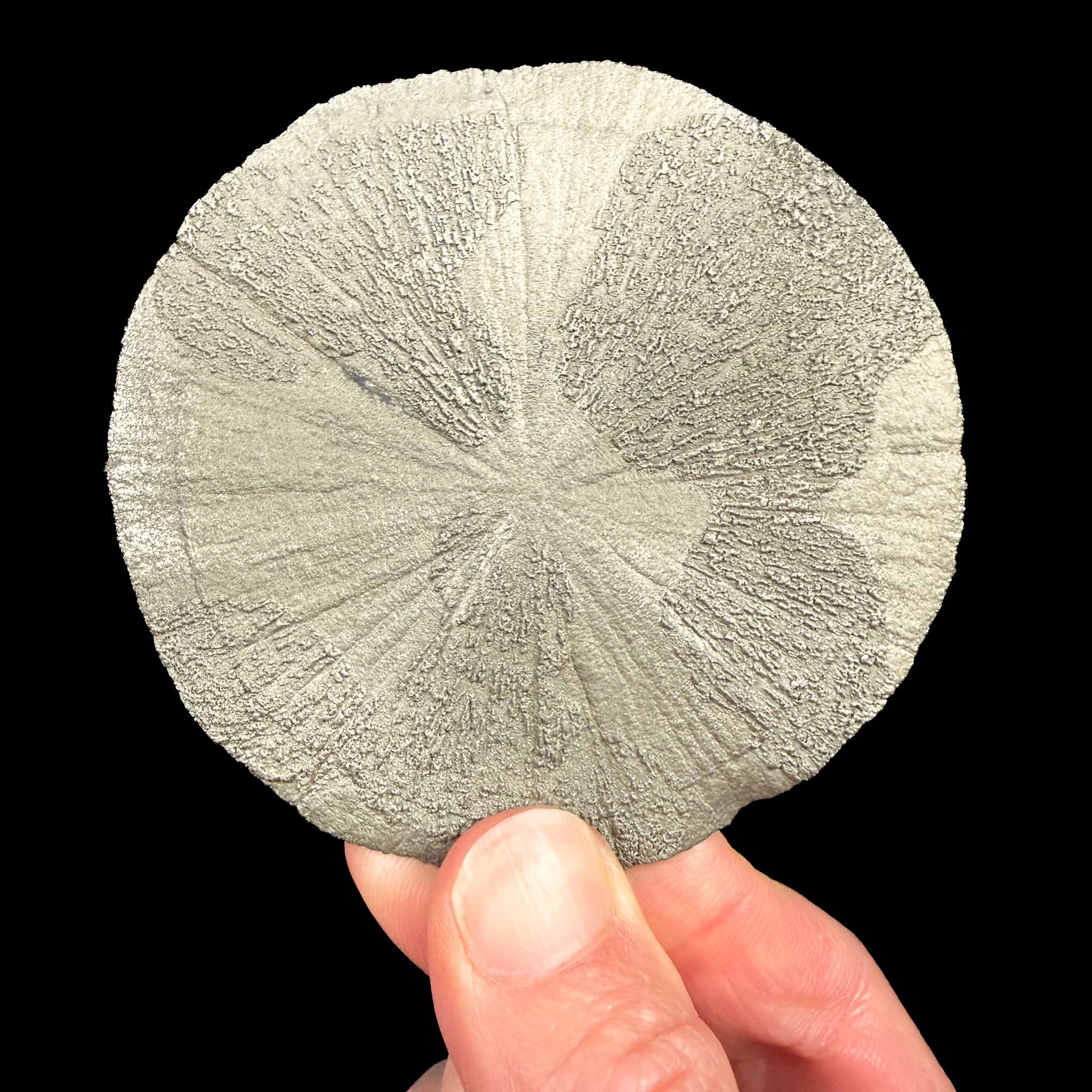Pyrite Sun - Pyrite Dollar from Sparta, Illinois