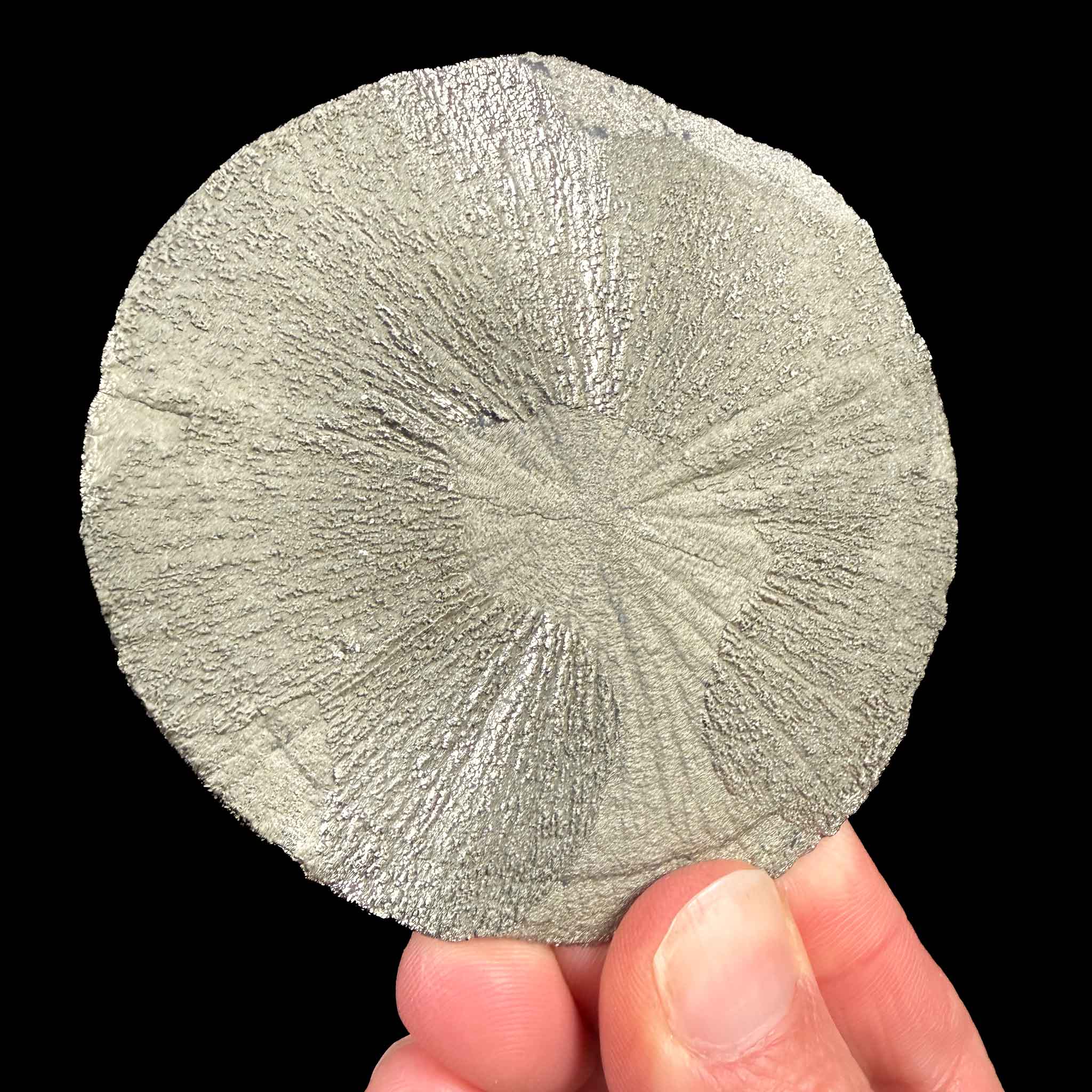 Pyrite Dollar Illinois
