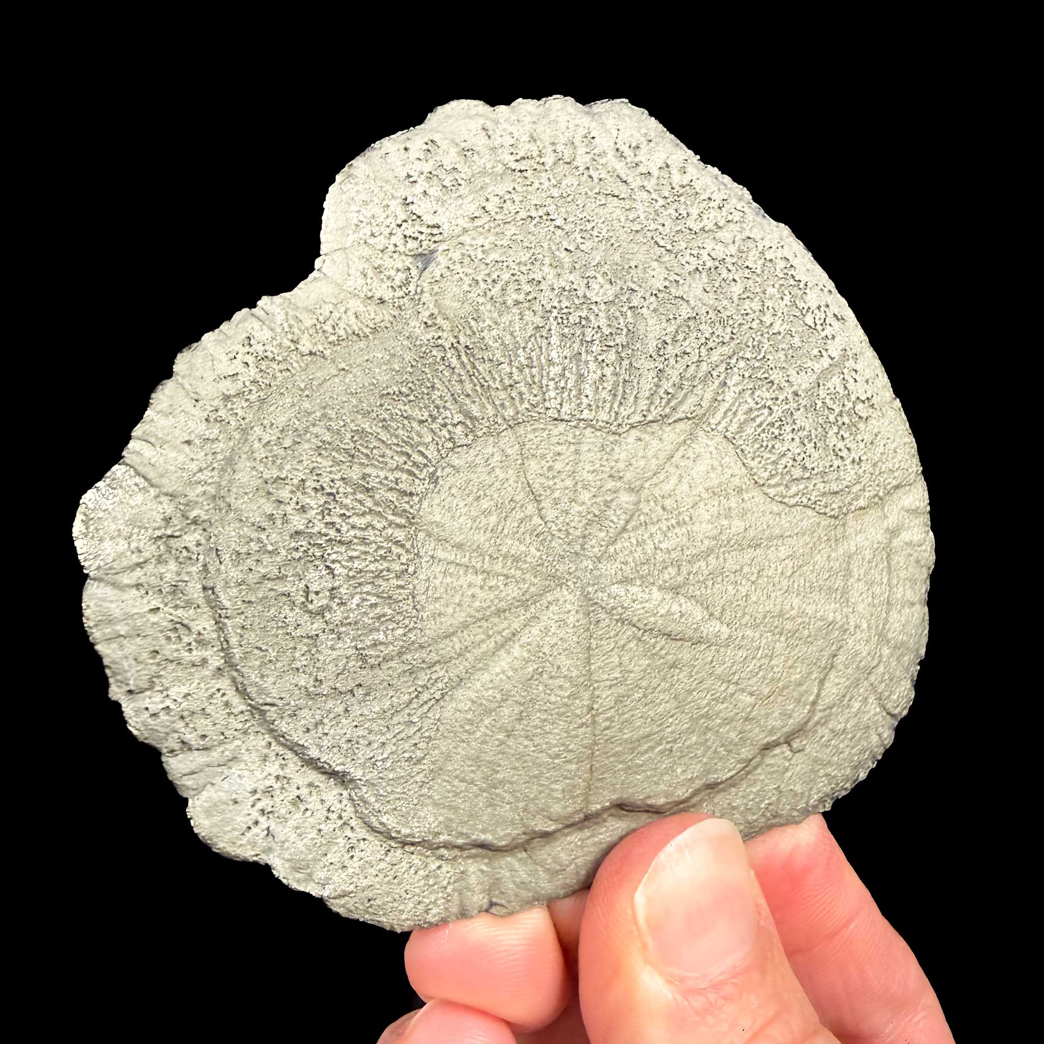 Pyrite Dollar - Illinois