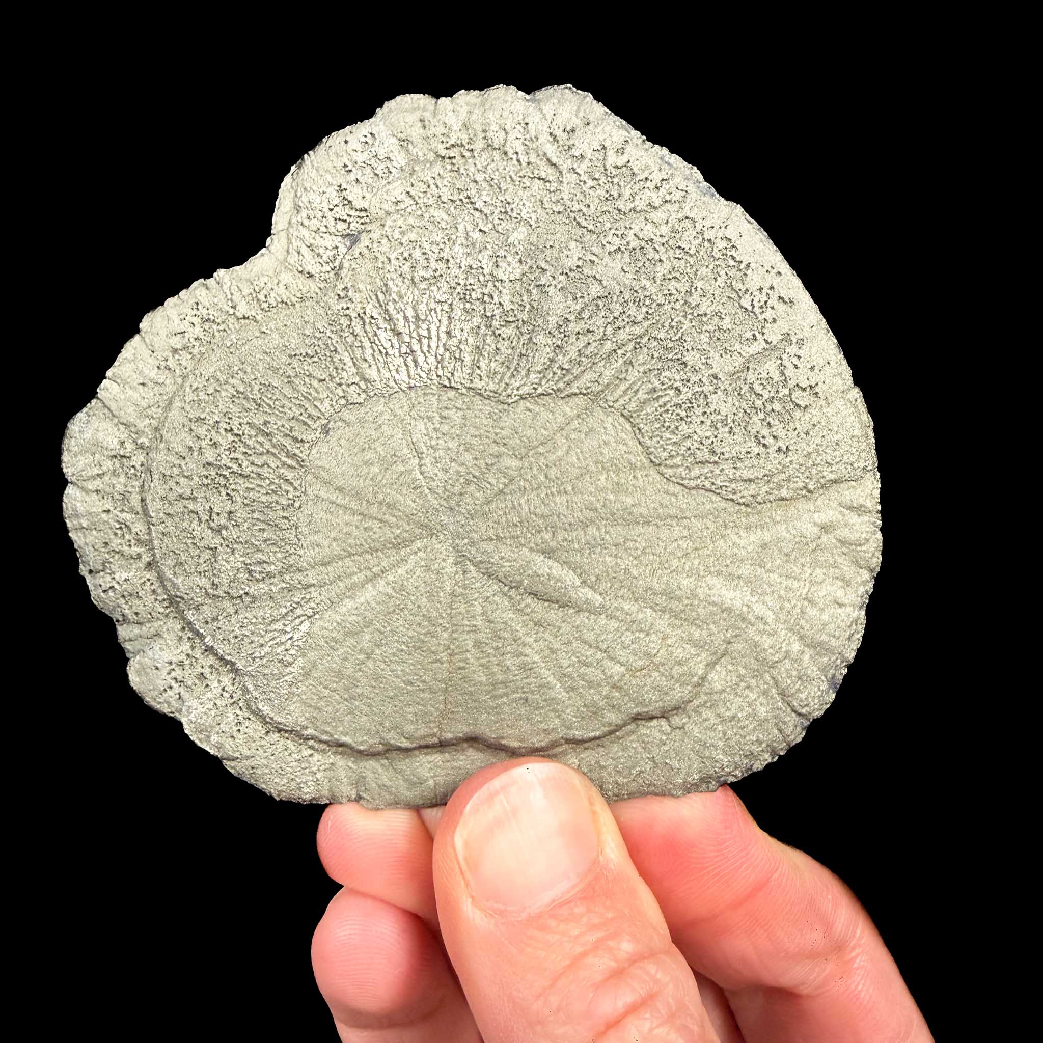 Pyrite Sun Sparta, Illinois