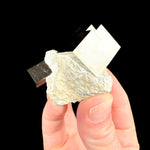 Pyrite cubes in limestone marl host rock