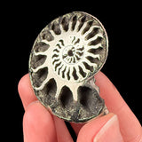 Pyrite replaced Ammonite Fossil Shell from Russia