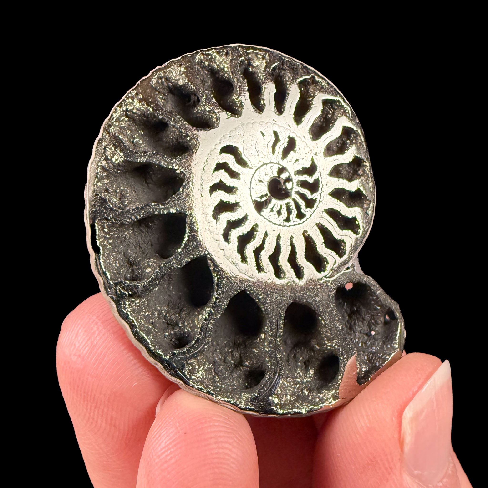Pyrite crystals in an Ammonite shell fossil