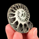 Pyrite crystals in an Ammonite shell fossil