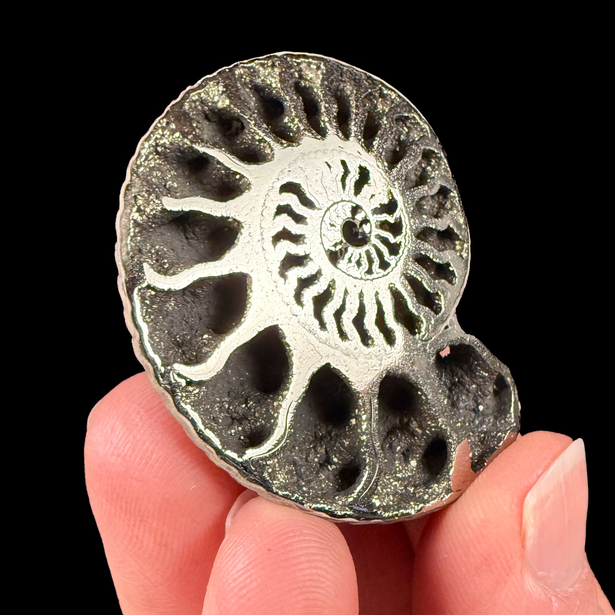 Pyrite crystals in an Ammonite shell fossil