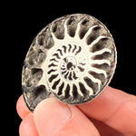 Pyrite crystals inside an ammonite shell