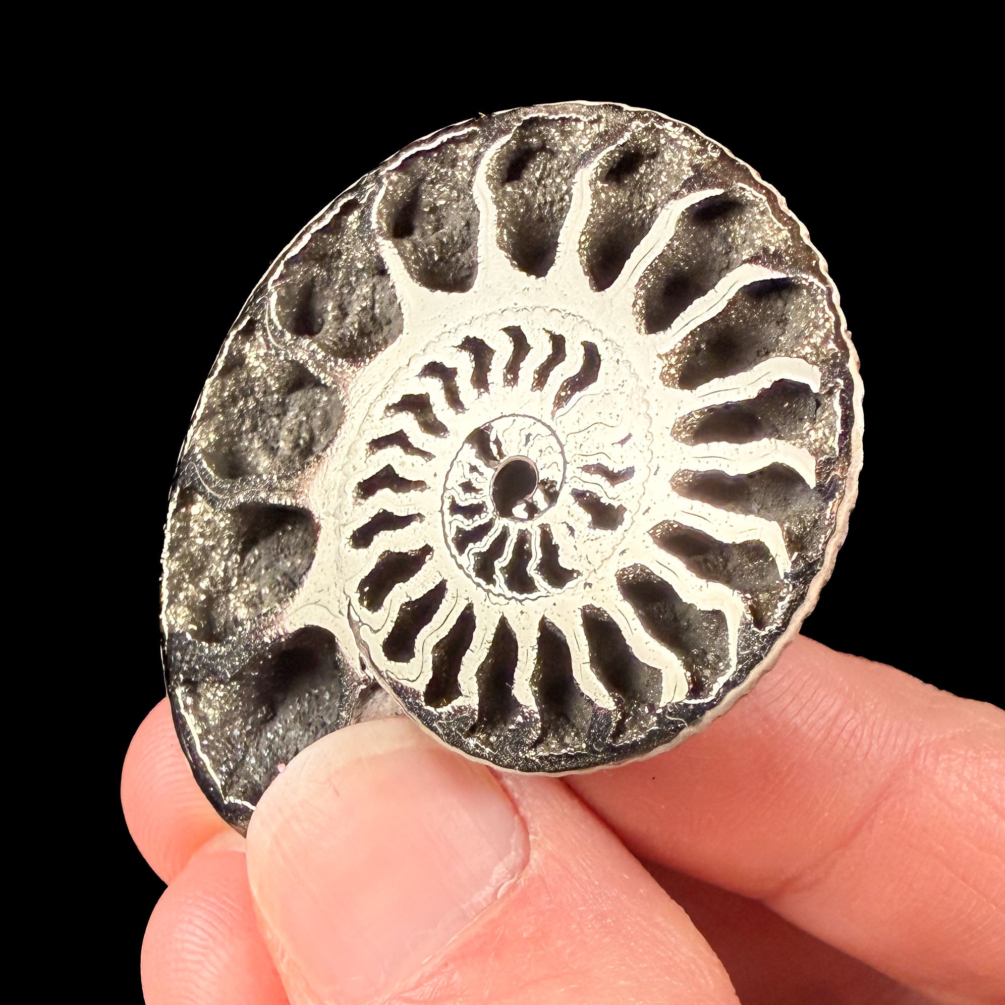 Pyrite crystals inside an ammonite shell