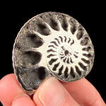 Pyritized Ammonite fossil shell from Russia