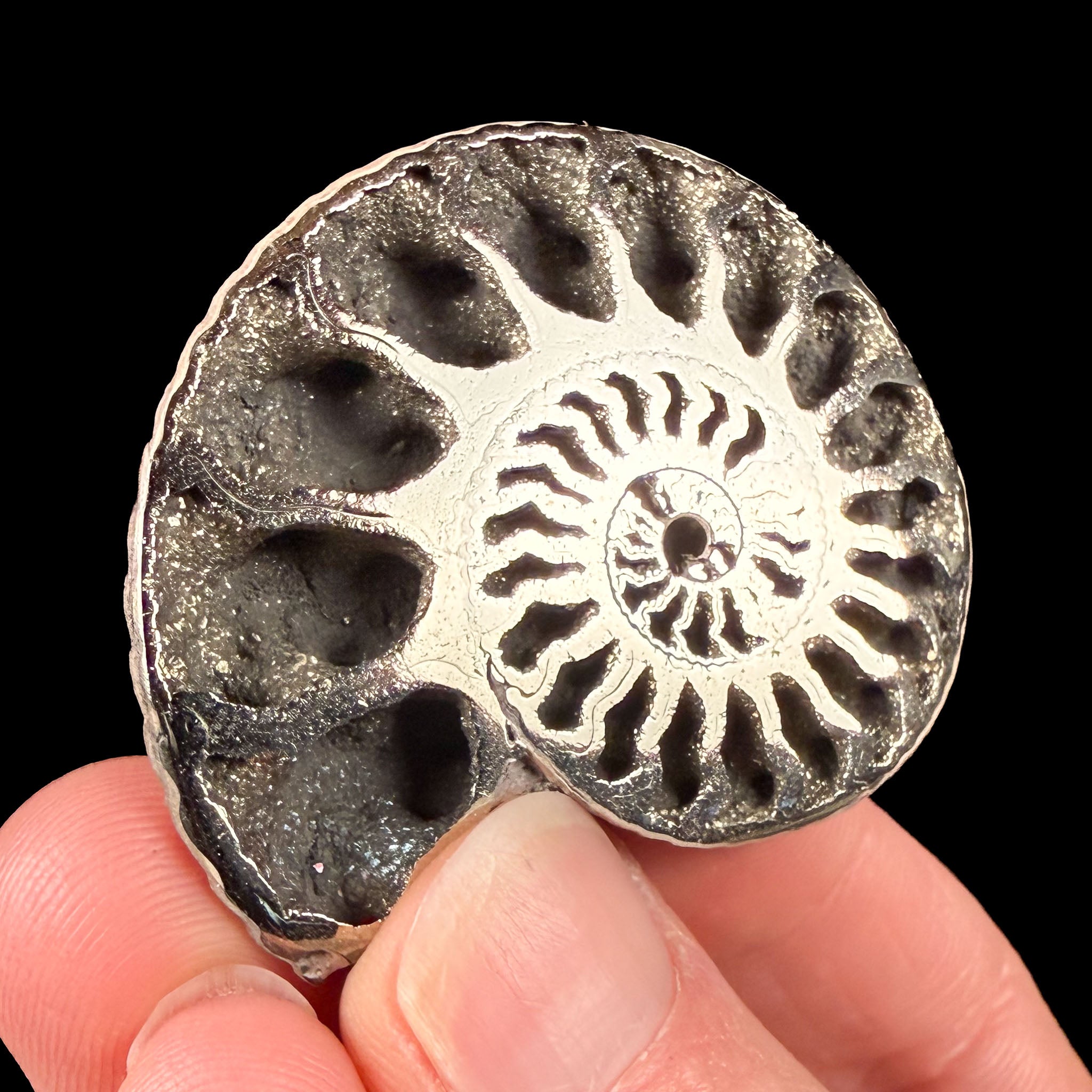 Pyritized Ammonite fossil shell from Russia