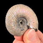 Exterior of fossil ammonite shell
