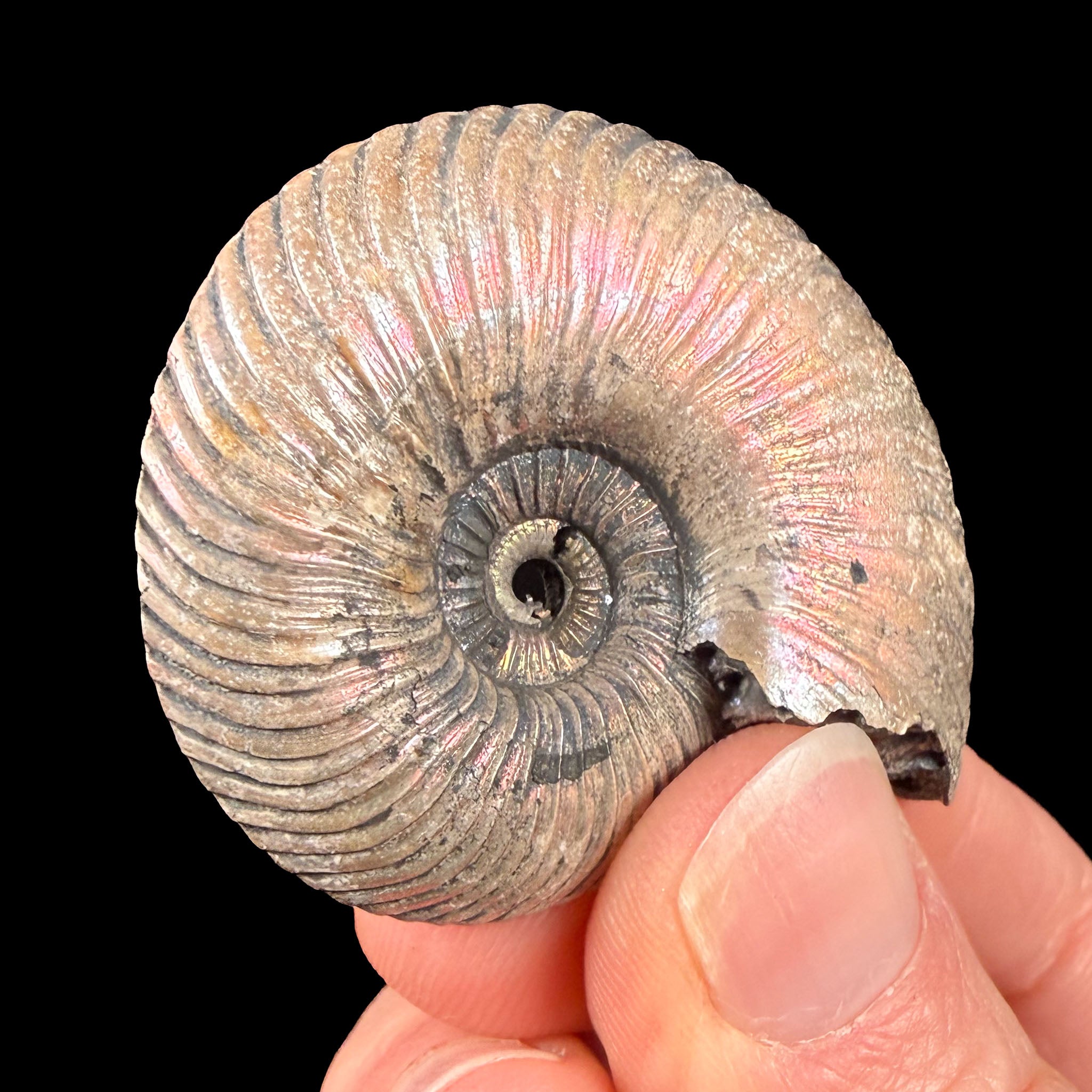 Exterior of fossil ammonite shell