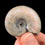 Exterior of fossil ammonite shell