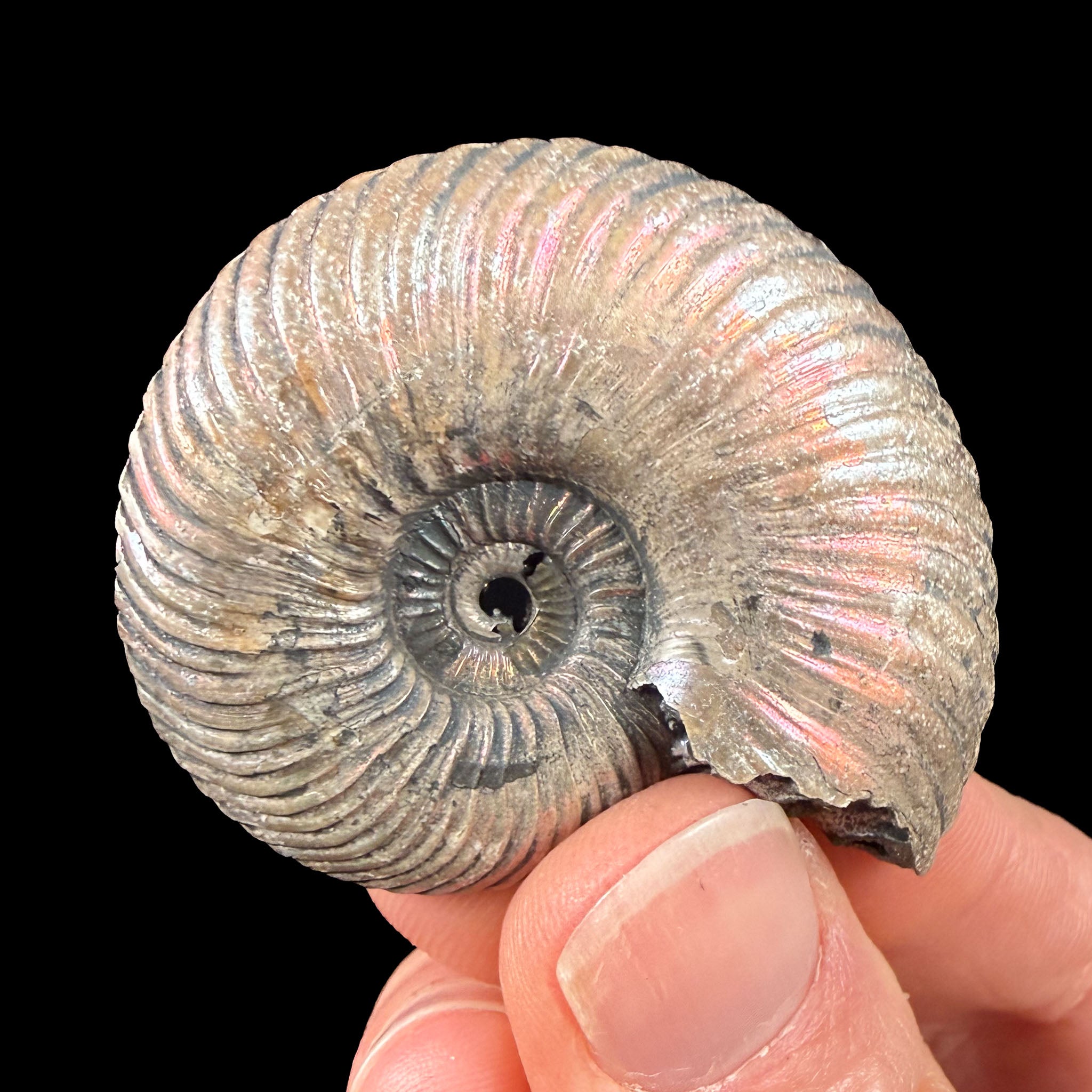Exterior of fossil ammonite shell