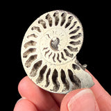 Ammonite fossil replaced by Pyrite crystals
